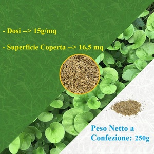 Semillas de Césped Dichondra Repens 250g Cobertura 16.5m Fácil Siembra Verde Intenso Bajo Mantenimiento - Product Image 3