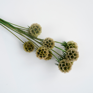 Naturale conservato Scabiosa Mulino a vento di frutta bella naturale Starflower essiccata per la festa di casa - Product Image 5