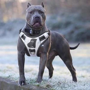 Arnés de Soporte para Perros Caninos K9, Aprobado por la Fábrica BSCI, con Correas Ajustables, Ayuda a la Comodidad del Perro - Product Image 2