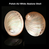Ang Go Factory Vente en gros Brûleur d'encens en coquillage naturel de 4 pouces Bol à taches de sauge Coquilles d'ormeau pour encens et nettoyage