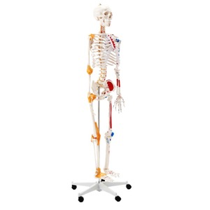 180cm y tế khoa học Mô hình bộ xương cơ bắp và dây chằng xác định với xương cho giáo dục và Đào tạo - Product Image 2
