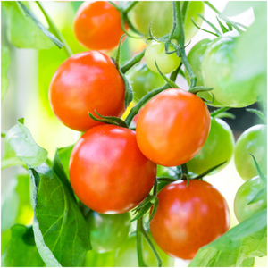 Una colección de plantas de tomate más vendida sin OGM que adapta su surtido de tomates ideal - Product Image 6