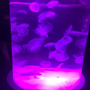 Leveranciers Professionele Hoge Kwaliteit Groothandel Goedkope <span class=keywords><strong>One</strong></span> Pic <span class=keywords><strong>Aqua</strong></span> Aquarium Aquarium Luxe - Product Image 5