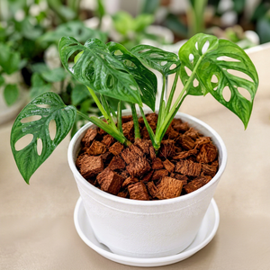 Vente en gros de copeaux de coque de noix de coco lavés de haute qualité, faible EC, 60*100cm, sac PP, amélioration du sol pour l'hydroponie et l'horticulture, marque Tan Hoi - Product Image 1