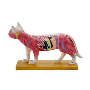 Equipo educativo veterinario, ciencia médica, modelo de acupuntura de gato de PVC, cuerpo Animal <span class=keywords><strong>para</strong></span> estudios médicos - Product Image 2