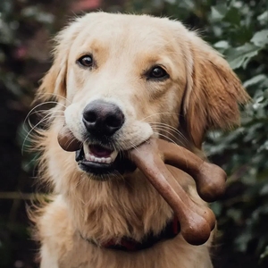 Juguete de Nylon Resistente para Perros con Forma de Hueso, Apto para Alimentos, para Masticadores Agresivos, con Sabor a Tocino, Pollo, Carne, Cacahuete y Madera - Product Image 3