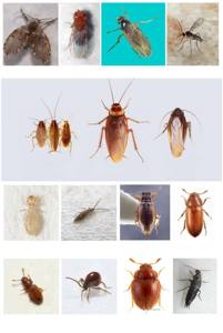 DDVP 100% EC Insecticida Agroquímico <span class=keywords><strong>para</strong></span> el Control de Plagas en Salud Pública - Product Image 5