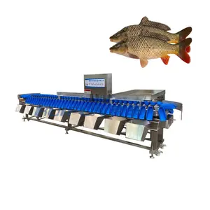 Full automatic fresh fish weight sorting grading machine|froze fish sorter machine