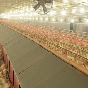 Estructura de acero ligera prefabricada para instalación en agricultura, para pollo, aves de corral, diseño de Casa de granja - Product Image 2