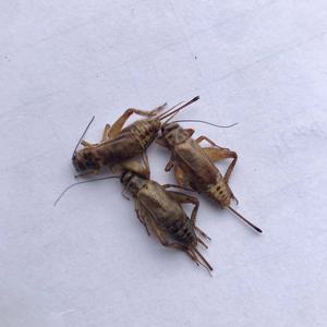 <span class=keywords><strong>Grillons</strong></span> pour animaux de compagnie, insectes <span class=keywords><strong>comestibles</strong></span>, Maggot sec - Product Image 6