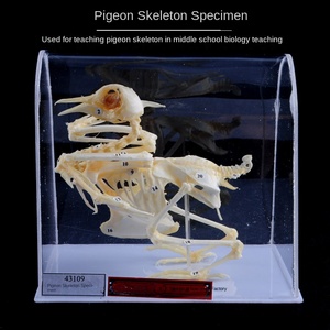 J43106 Kaninchen-und Fischs kelett proben 43109 Pigeon Skeleton Middle School Biologie-Lehr instrument aus Kunststoff - Product Image 4