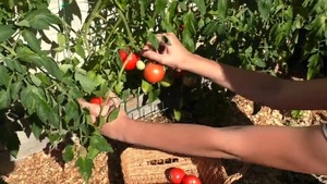 14 Variétés Anciennes de Tomates pour Jardin Intérieur et Extérieur – Cadeau de Jardinage pour Homme et Femme - Product Image 5