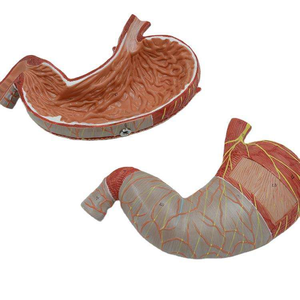 Modello Anatomico <span class=keywords><strong>del</strong></span> Stomaco Umano Ingrandito 1,5 Volte per lo Studio della Digestione in <span class=keywords><strong>Scienze</strong></span> Mediche - Product Image 2