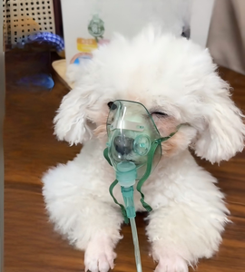 Concentrador de Oxígeno Veterinario de 5L, Generador de Oxígeno Portátil para Animales, Máquina de Oxígeno para Mascotas para Uso en Clínicas y Hospitales - Product Image 4