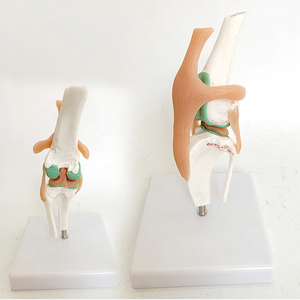 Modelo Anatómico de Rodilla Canina, Modelo de Enseñanza de Función de Ligamentos y Articulaciones <span class=keywords><strong>del</strong></span> <span class=keywords><strong>Esqueleto</strong></span> Canino - Product Image 6