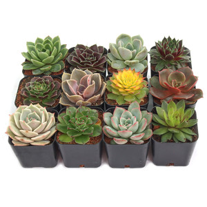 Paquete Variado de Suculentas Rosette Coloridas, Exhibición de Suculentas con Surtido de Echeveria Sempervivum en Macetas de 2 Pulgadas - Product Image 3