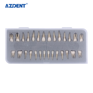 Modèles de dents en plastique pour soins dentaires permanents 1:1, étude/enseignement/formations, ensemble de modèles de particules dentaires - Product Image 3