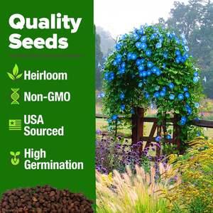 Home Grown USDA Premium Heavenly Blue Morning Glory Heirloom Non-GMO Flower Garden atrae polinizadores pájaros (<span class=keywords><strong>Ipomoea</strong></span> - Product Image 3