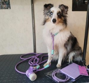 Distributeur de sacs poubelles Huamaohengchun avec revêtement doux au toucher de qualité supérieure |   Ouverture de distribution élargie, design élégant bicolore - Product Image 6