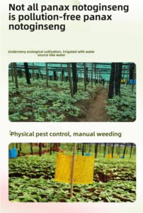 Purée de Panax Notoginseng Sans Sucre Sans Matière Grasse Shot <span class=keywords><strong>Bien</strong></span>-être Pur Sanqi pour Complément Herbal Personnalisation OEM/ODM 30ml*7 Sachets/Boîte - Product Image 4