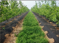 Tissu non tissé noir anti-UV en PP pour l'agriculture, tissu de contrôle des adventices pour paillis de sol