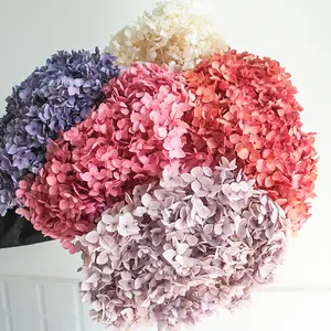 Real Hydrangea wholesale preserved pure white hydrangea wedding flower branch dried Anna Hydrangea flower for Events Decoration