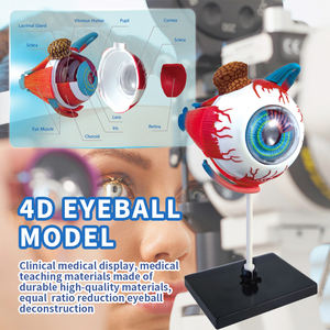 शीर्ष बिकने वाली मानव अंग शिक्षा किट 4 डी आईबॉल संरचना सीखने की किट बच्चों के लिए मानव शरीर विज्ञान खिलौने - Product Image 5