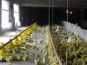 Giá Thấp Bán Chạy Nhất Gia Cầm Ăn Thiết Bị Gà Tự Động Lớp Gà Thịt Sàn Mặt Đất Ăn - Product Image 4