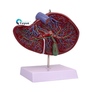 Modelo de PVC de Educación Médica de anatomía humana del hígado <span class=keywords><strong>y</strong></span> la vesícula biliar para entrenamiento de <span class=keywords><strong>cirugía</strong></span> digestiva en medicina <span class=keywords><strong>y</strong></span> escuelas - Product Image 1