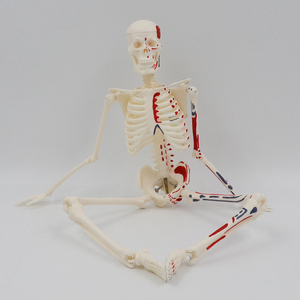 Modelos médicos de enseñanza, modelo de esqueleto humano de 45CM, marcador de esqueleto, arranque muscular y parada, modelos de hueso espinal - Product Image 6