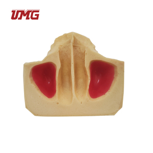 Modelo de Implante Dental para Enseñanza, Modelo de Dientes del Seno Maxilar para Práctica Odontológica - Product Image 3