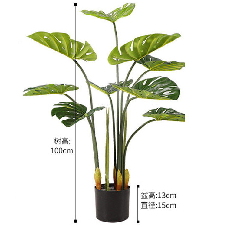 Bonsaï Monstera deliciosa 110 cm, 9 feuilles