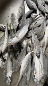 سعر جيد مجمد خردة ذيل صلب المأكولات البحرية المجمدة جولة كاملة خردة ذيل صلب - Product Image 2