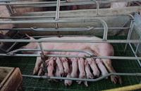 Équipement agricole Porc/chèvre/mouton/volaille Plancher à lamelles en plastique à vendre