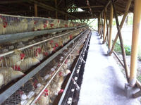 Nouveau Système de Cages en Batterie pour Poulets Rutin pour Ferme Avicole au Rwanda, Cages pour Poules Pondeuses et Poulets de Chair en Acier Inoxydable/Acier Galvanisé/Grillage Métallique, Garantie 1 An