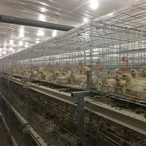 מפעל מחיר אוטומטי מגולוון חוות ציוד בעלי חיים עופות ציפור ביצת תרנגולת שכבה/פטם עוף סוללה הנחת כלוב/כלובי