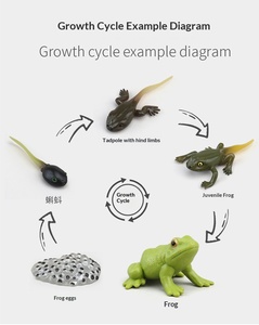 Figuras de Animales del Ciclo de Vida Montessori, Juguete Educativo Preescolar para Niños Pequeños, Juego de Material Didáctico - Product Image 5
