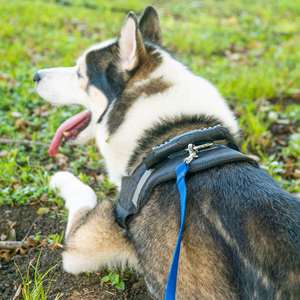 Correa de Nylon de Lujo Ecológica para Perros, Venta Directa, Cuerda Duradera con Asa Suave y Cintas Decorativas, Ideal para Paseo y Caza - Product Image 6