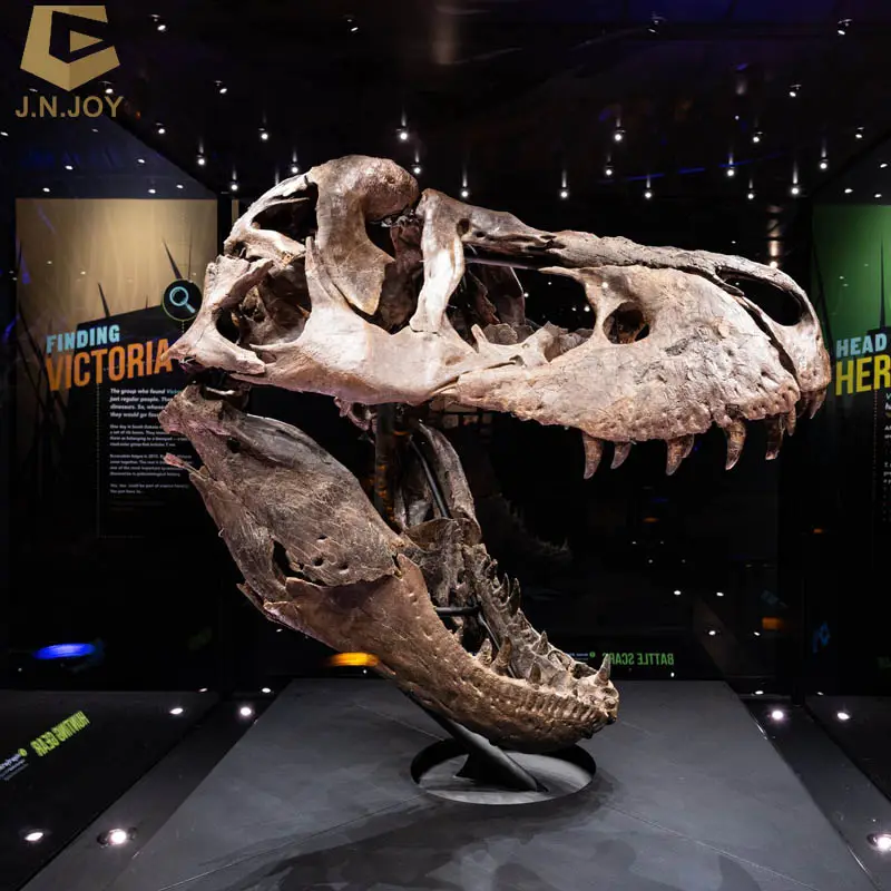 SGSR16 life size dinosaur skeleton replicas dinosaur skeleton for sale