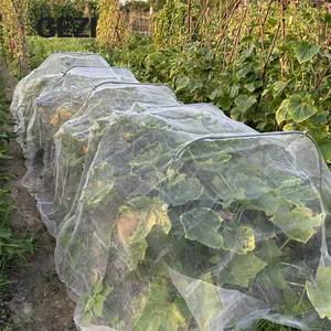Meilleure solution pour installer une moustiquaire transparente pour couvrir les plantes de tomates dans un tunnel polyvalent - Product Image 1
