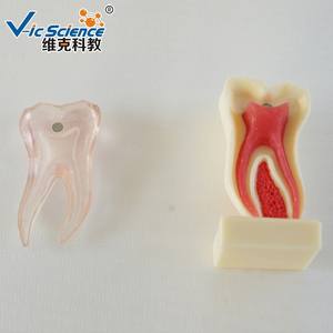 6 Keer Anatomisch Profielmodel Van Mandibulaire Kies Dat De Mandibulaire Kiezen In De Buurt Waren Geanatomiseerd - Product Image 5