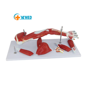 Modelo <span class=keywords><strong>de</strong></span> músculo anatómico <span class=keywords><strong>de</strong></span> brazo científico <span class=keywords><strong>de</strong></span> tamaño real, músculos numerados <span class=keywords><strong>de</strong></span> 7 partes del hombro, brazo, <span class=keywords><strong>mano</strong></span> para ciencia médica - Product Image 1