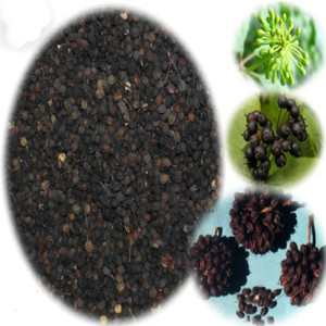 <span class=keywords><strong>GMP</strong></span> tiêu chuẩn tự nhiên <span class=keywords><strong>Siberian</strong></span> chiết xuất nhân sâm acanthopanax senticosus eleutheroside trong thực phẩm cấ<span class=keywords><strong>p</strong></span> bột chân không đóng gói trong trống - Product Image 6