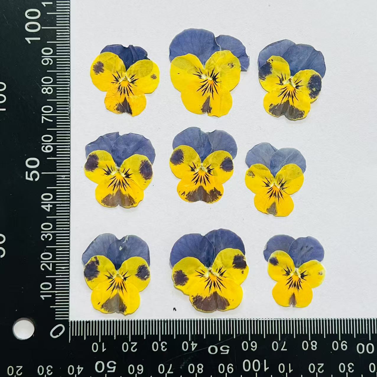 Corydalis amarillo azul