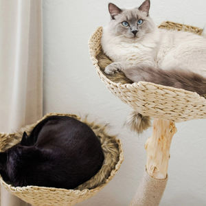 الخشب الصلب القط تسلق لعبة منزل خشبي القط شجرة خربشة أثاث - Product Image 4