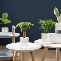 Pot de plante auto-arrosant en plastique transparent, pot de fleurs hydroponique, pot de fleurs à absorption automatique d'eau pour l'intérieur, décoration de bonsaï pour la maison