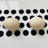 Systèmes de cages d'élevage multi-niveaux en PP poreux ventilé avec tapis roulant pour œufs, récupération automatique douce des œufs et démontage facile