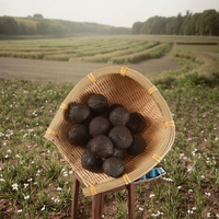 Zwarte Knoflook Gedroogde Groenten Premium Kwaliteit Gehele Zwarte Knoflook voor Groothandels Importeurs Bulk Verpakte Fruit