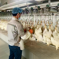 Ligne de traitement de poulet modulaire système entièrement automatisé adapté aux petites et grandes fermes 500- 4000 poulets par heure
