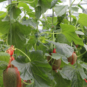 <span class=keywords><strong>Serre</strong></span> en <span class=keywords><strong>plaque</strong></span> PC pour l'agriculture, pour la culture hydroponique <span class=keywords><strong>de</strong></span> tomates, concombres et fraises, fournisseurs <span class=keywords><strong>de</strong></span> serres - Product Image 3